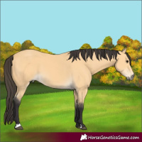 Horse Color:Buckskin 