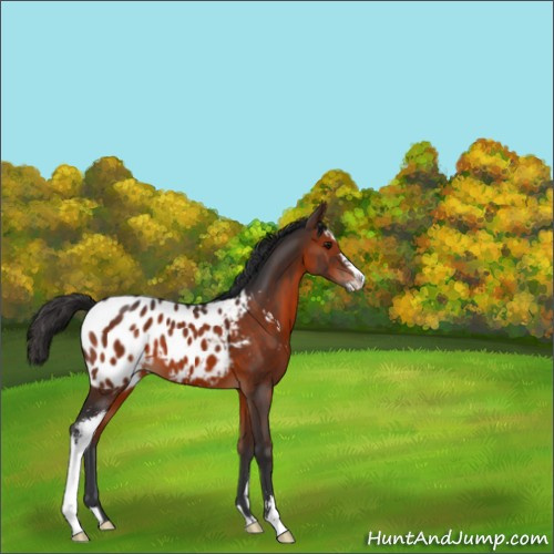 Horse Color:Brown Sabino Appaloosa 