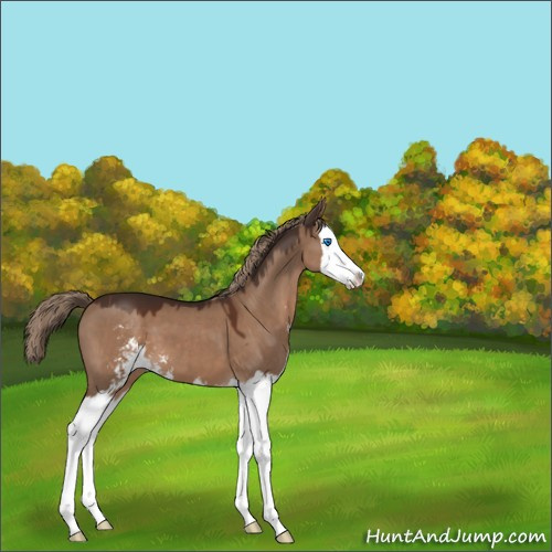 Horse Color:Liver Red Dun Sabino Splash 
