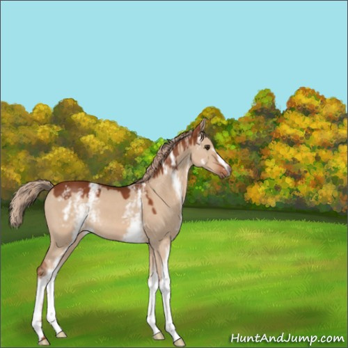 Horse Color:White Spotted Red Dun 