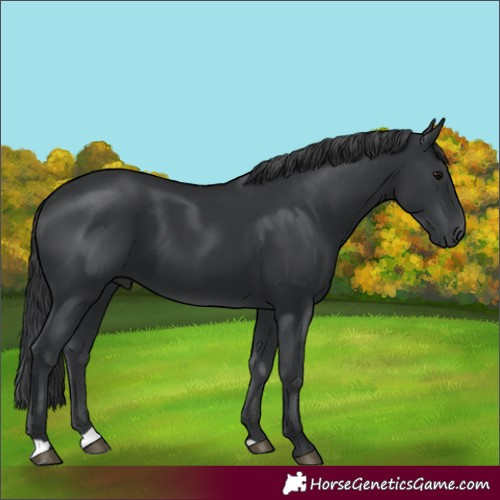 Horse Color:Black 