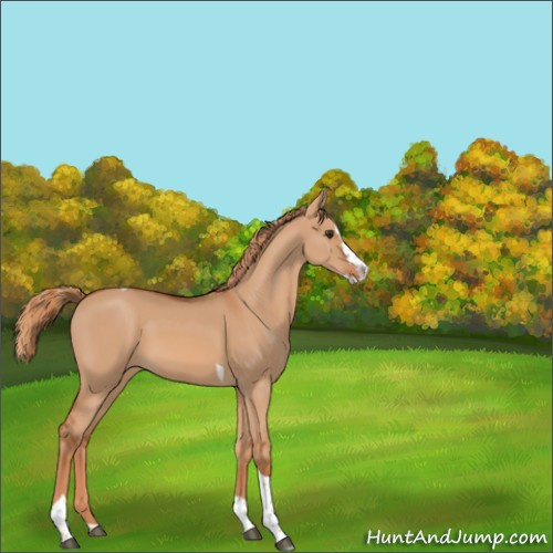 Horse Color:Red Dun Splash Tobiano Rabicano 