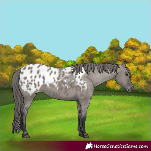 Horse Color:Grullo Appaloosa 