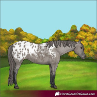 Horse Color:Grullo Appaloosa 