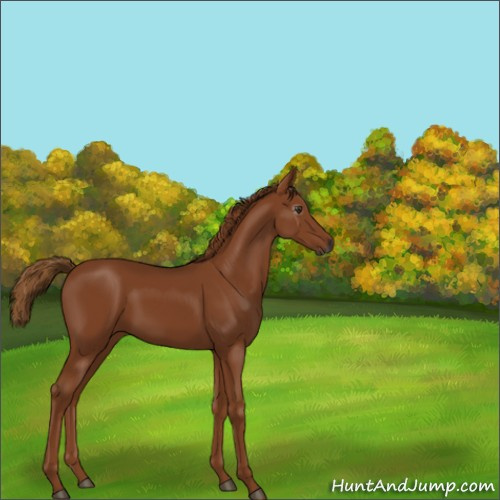Horse Color:Gray Chestnut 