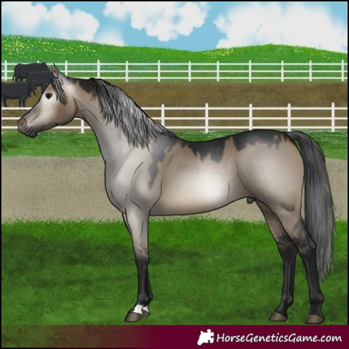 Horse Color:Gray Brown Dun 