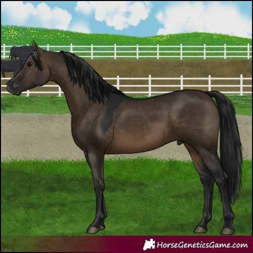 Horse Color:Gray Brown Dun 