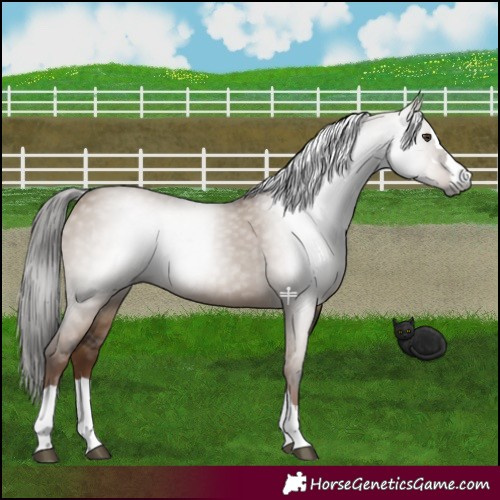 Horse Color:Gray Liver Red Dun 
