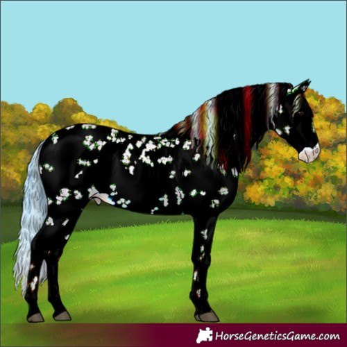 Horse Color:Watercolor White Spotted Bay Dun Sabino 