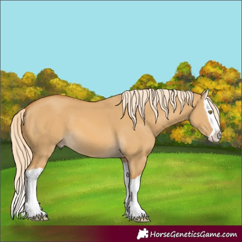 Horse Color:Palomino Dun Splash 