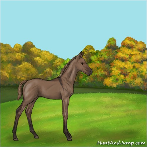 Horse Color:Liver Red Dun 