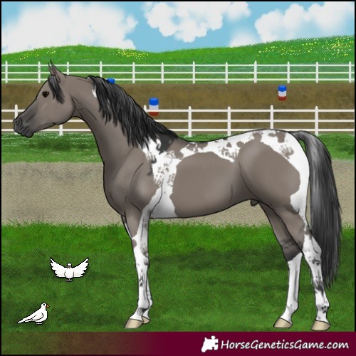 Horse Color:Grullo Tobiano 