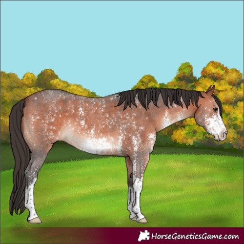 Horse Color:Bay Sabino 