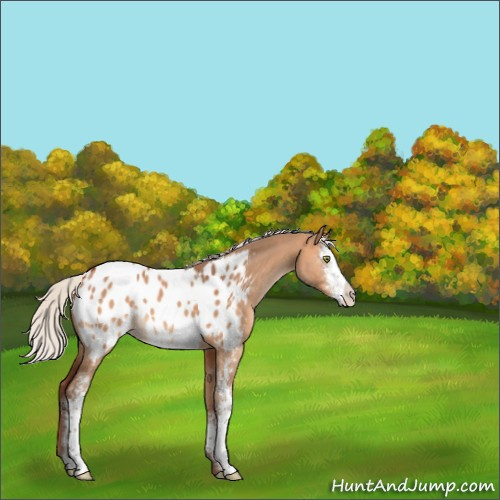 Horse Color:Silver Bay Dun Sabino Appaloosa 