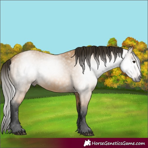 Horse Color:Gray Buckskin 