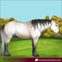 Horse Color:Gray Buckskin