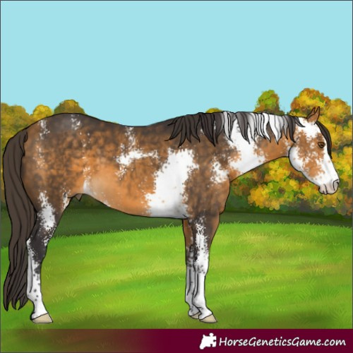Horse Color:Buckskin Sabino