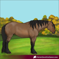 Horse Color:Gray Bay Dun 