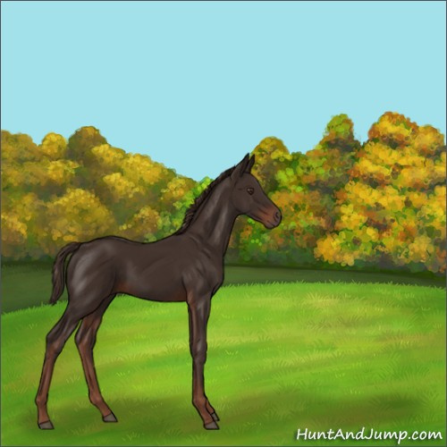 Horse Color:Liver Chestnut 