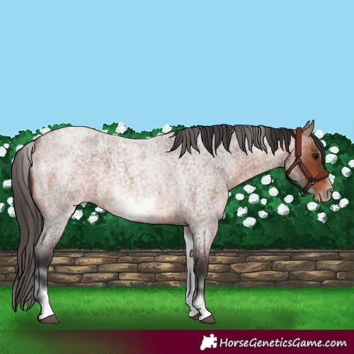 Horse Color:White Spotted Bay Roan Frame 