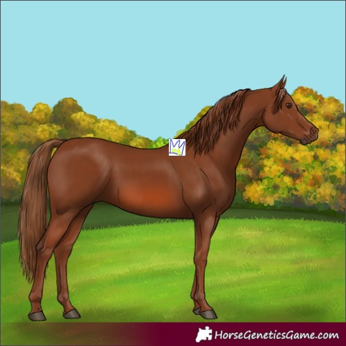 Horse Color:Chestnut Rabicano 