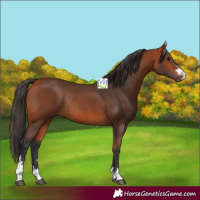 Horse Color:Bay Rabicano 