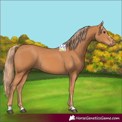 Horse Color:Chestnut Rabicano 