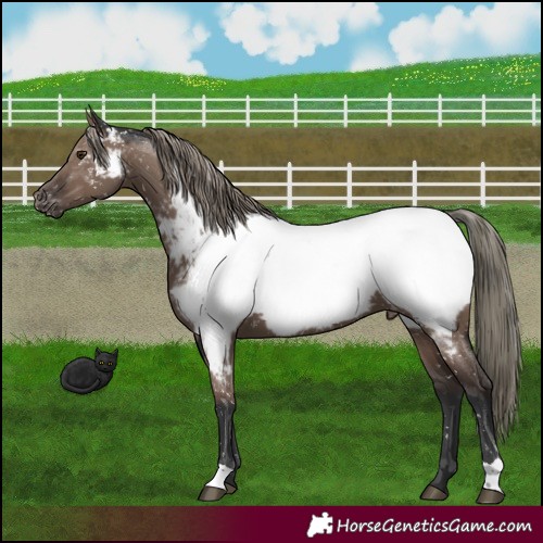 Horse Color:Liver Red Dun Mushroom Appaloosa 