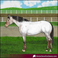 Horse Color:Liver Red Dun Roan Snowcap Brindle 