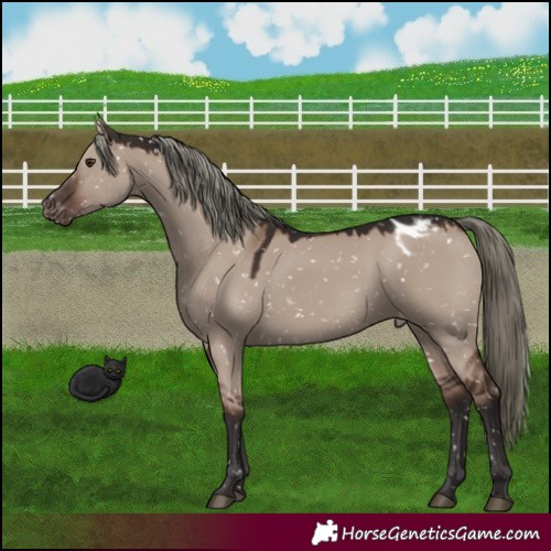 Horse Color:Liver Red Dun Mushroom Appaloosa 