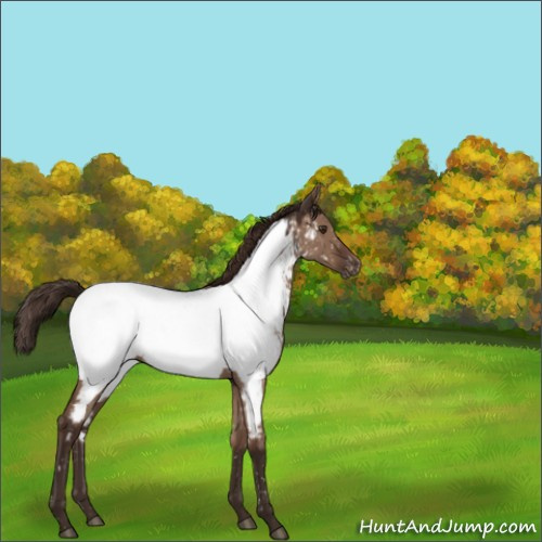 Horse Color:Liver Red Dun Appaloosa 