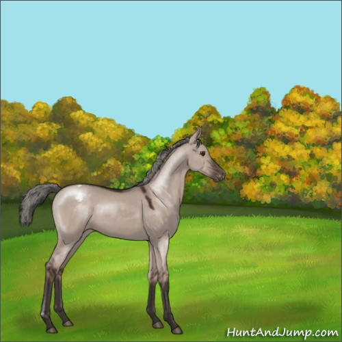 Horse Color:Liver Red Dun Mushroom Appaloosa 