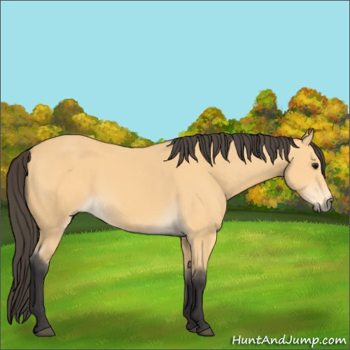 Horse Color:Buckskin 