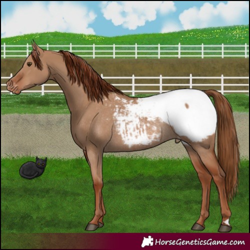 Horse Color:Red Dun Snowcap Rabicano 