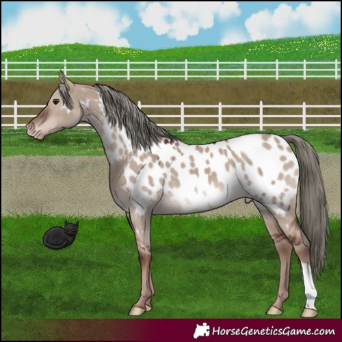 Horse Color:Liver Red Dun Mushroom Appaloosa 