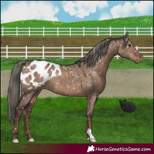 Horse Color:Liver Red Dun Mushroom Appaloosa 