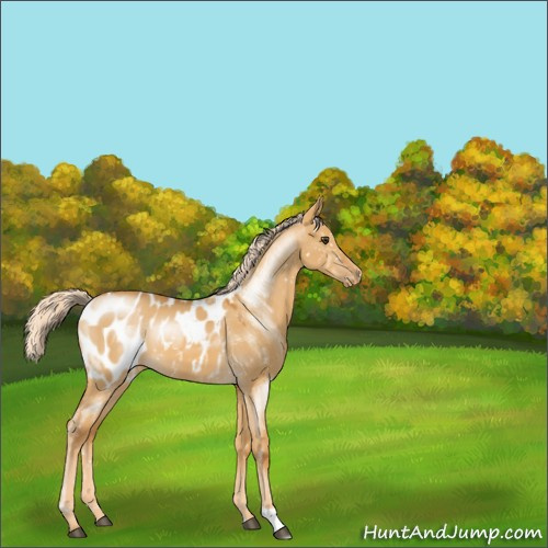 Horse Color:Palomino Dun Appaloosa 