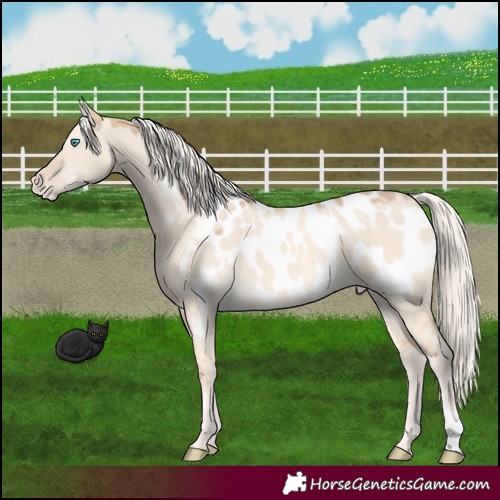 Horse Color:Cremello Dun Appaloosa 