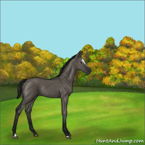 Horse Color:Gray Grullo Sabino Rabicano 