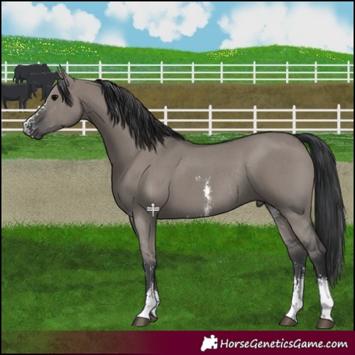 Horse Color:Grullo Sabino Rabicano 