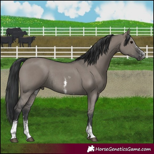 Horse Color:Grullo Sabino Rabicano 