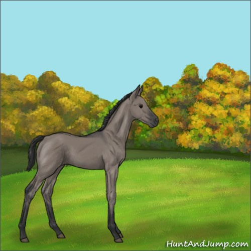 Horse Color:Grullo Sabino Rabicano 