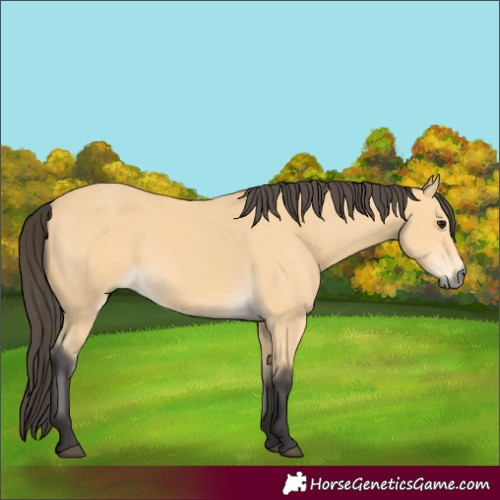 Horse Color:Buckskin 