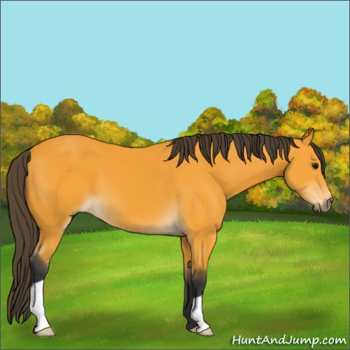 Horse Color:Buckskin 