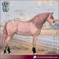Horse Color:Watercolor Chestnut Appaloosa 