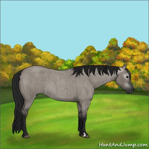Horse Color:Gray Grullo Roan