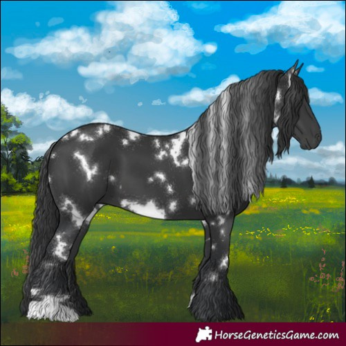 Horse Color:White Spotted Black 