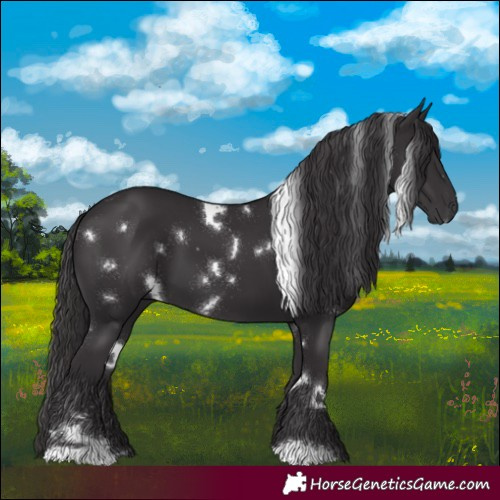 Horse Color:White Spotted Smoky Black