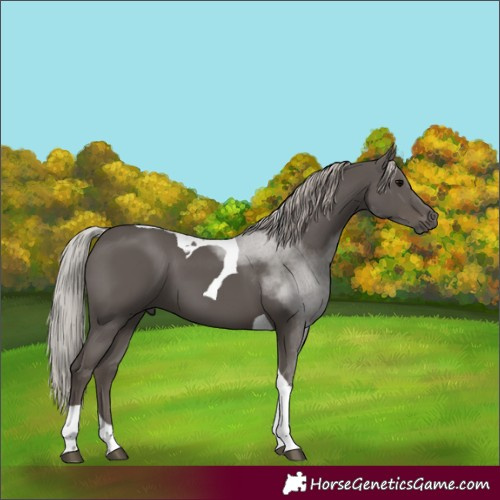Horse Color:Silver Black Tobiano