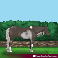 Horse Color:Silver Black Tobiano 